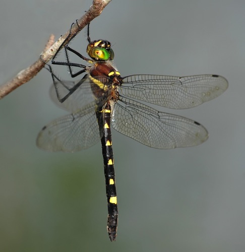 Female
2008_06_29_Rabun